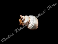Mini Decorative Conch Shell Shankh